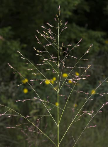 Blackwell Switch Grass (Panicum virgatum)
