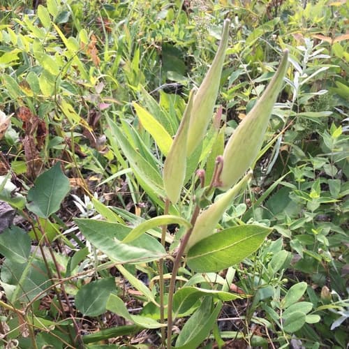 Oval-leaf Milkweed (Asclepias ovalifolia)