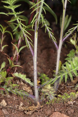 Tumble Mustard (Sisymbrium altissimum)
