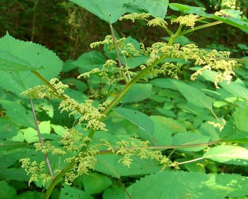 Wood-nettle (Laportea canadensis)