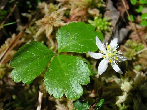 American Goldthread (Coptis trifolia)