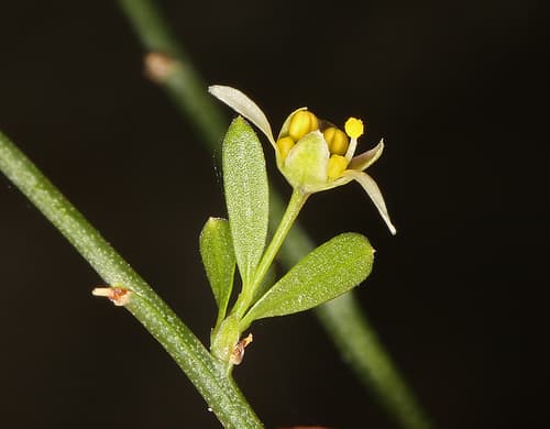Nevada Greasewood (Glossopetalon spinescens)