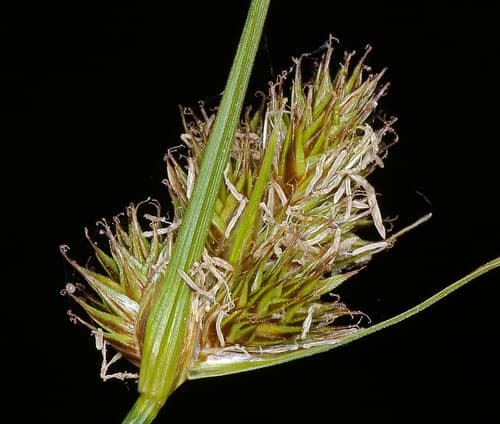 Jointed-Spike Sedge (Carex athrostachya)
