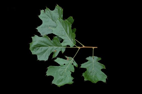 Quercitron Oak (Quercus velutina)