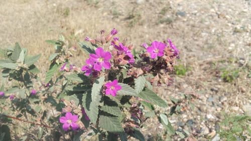 Woolly Pyramidflower (Melochia tomentosa)