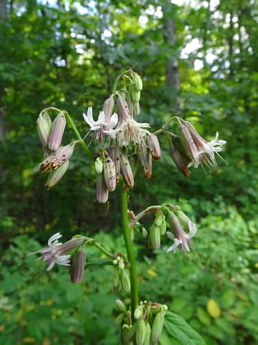 White Rattlesnakeroot (Nabalus albus)