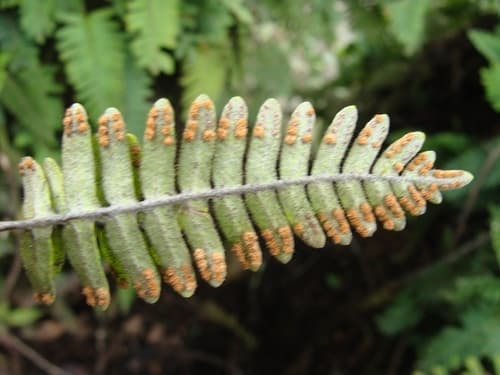Resurrection Fern (Pleopeltis polypodioides)