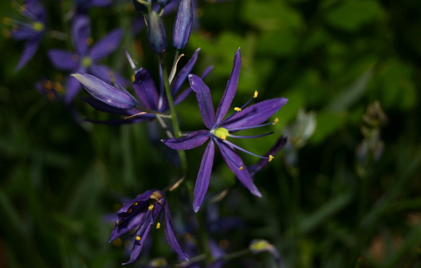 Camash (Camassia quamash)