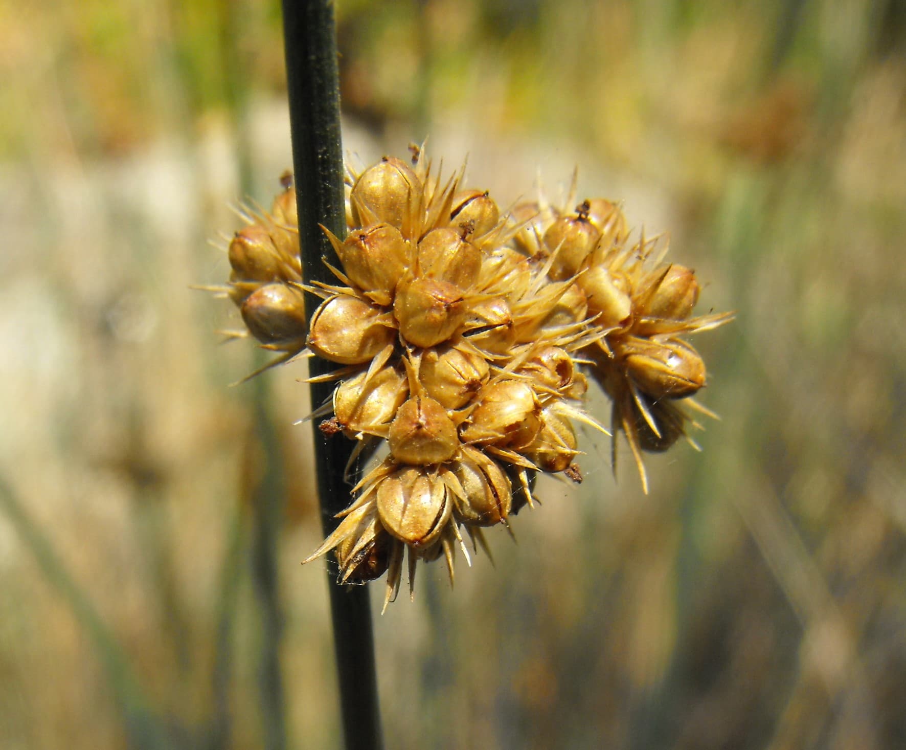 Spreading Rush (Juncus patens)