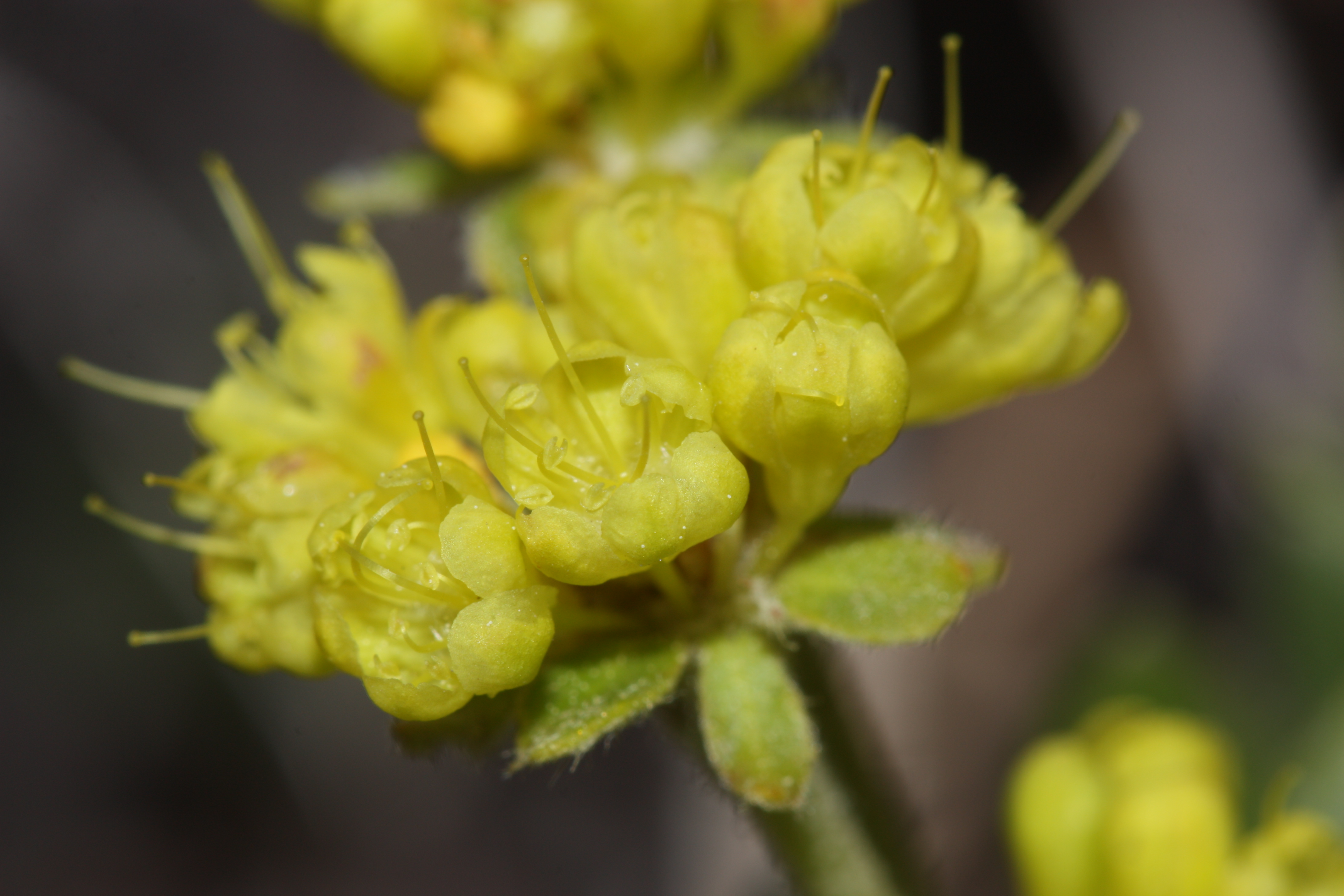 Sulfur-buckwheat (Eriogonum umbellatum)