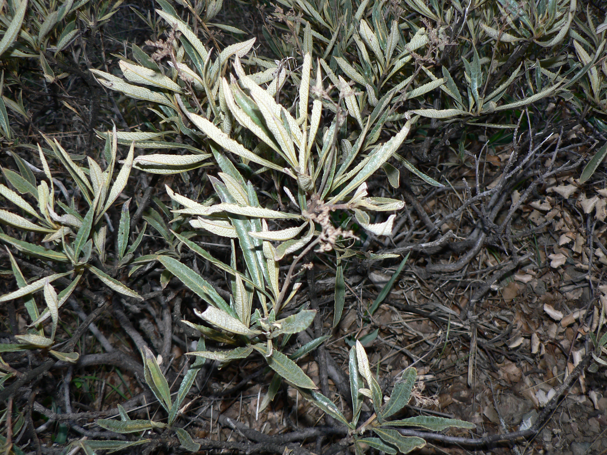 California Yerba Santa (Eriodictyon californicum)