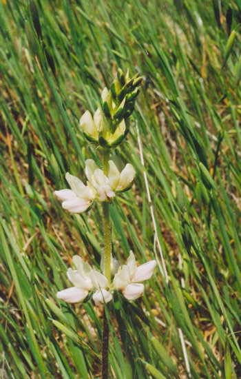 Chick Lupine (Lupinus microcarpus)