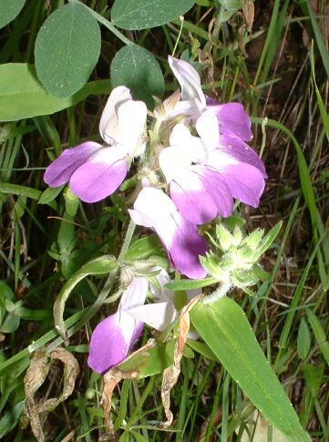 Chinese Houses (Collinsia heterophylla)