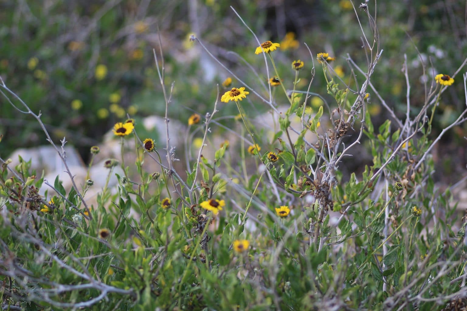 California brittlebush with bright yellow daisy-like flowers on a low green shrub