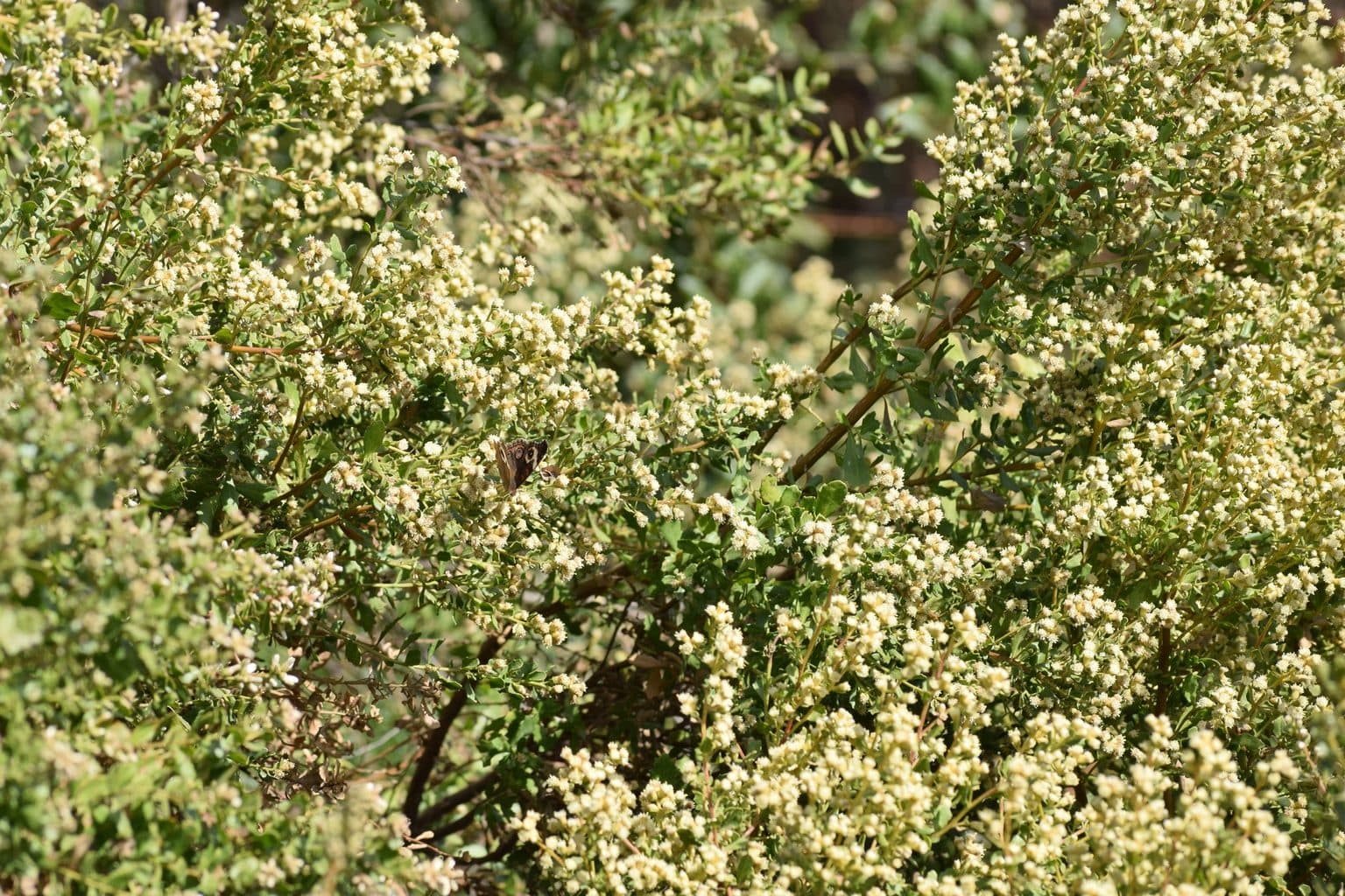 A dense flowering coyote brush shrub with cream-colored blooms and a visiting butterfly