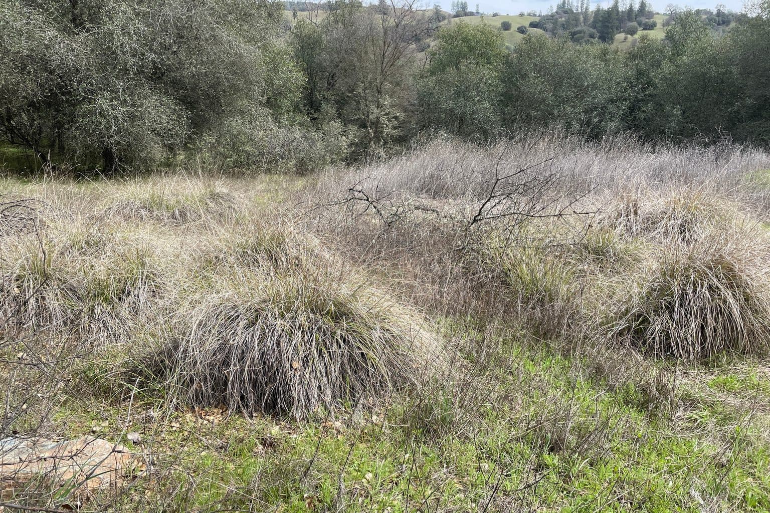 Rounded mounds of deergrass forming a clumping meadow