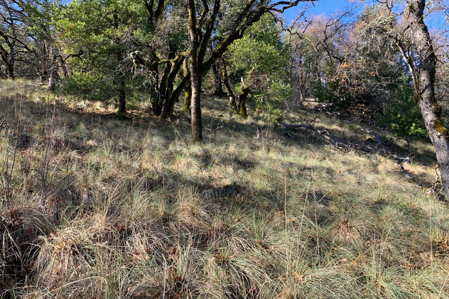 Tussocks of California fescue growing under oak trees on a hillside
