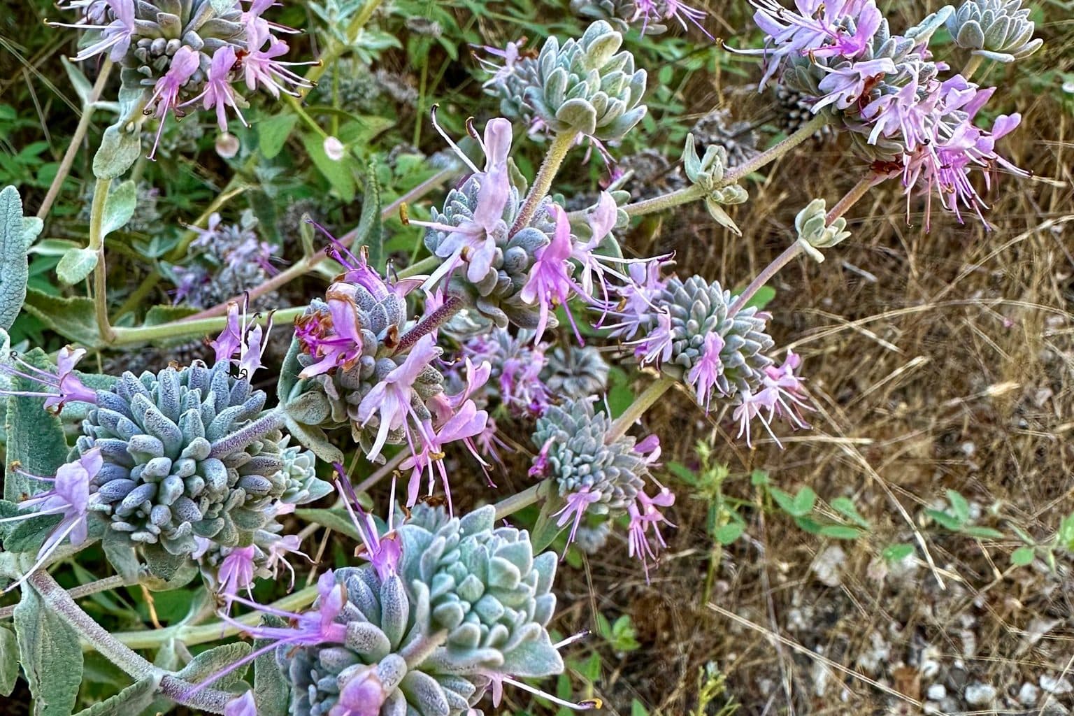Silvery gray-green purple sage foliage with clusters of small lavender flowers