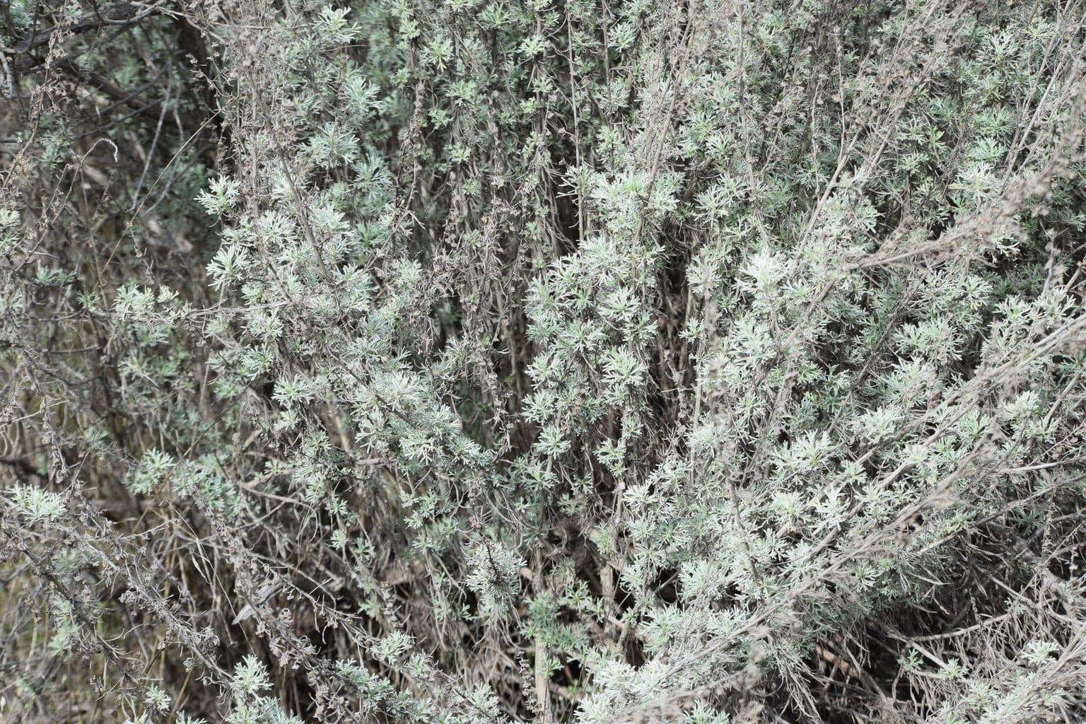 Dense silvery-green feathery foliage of California sagebrush