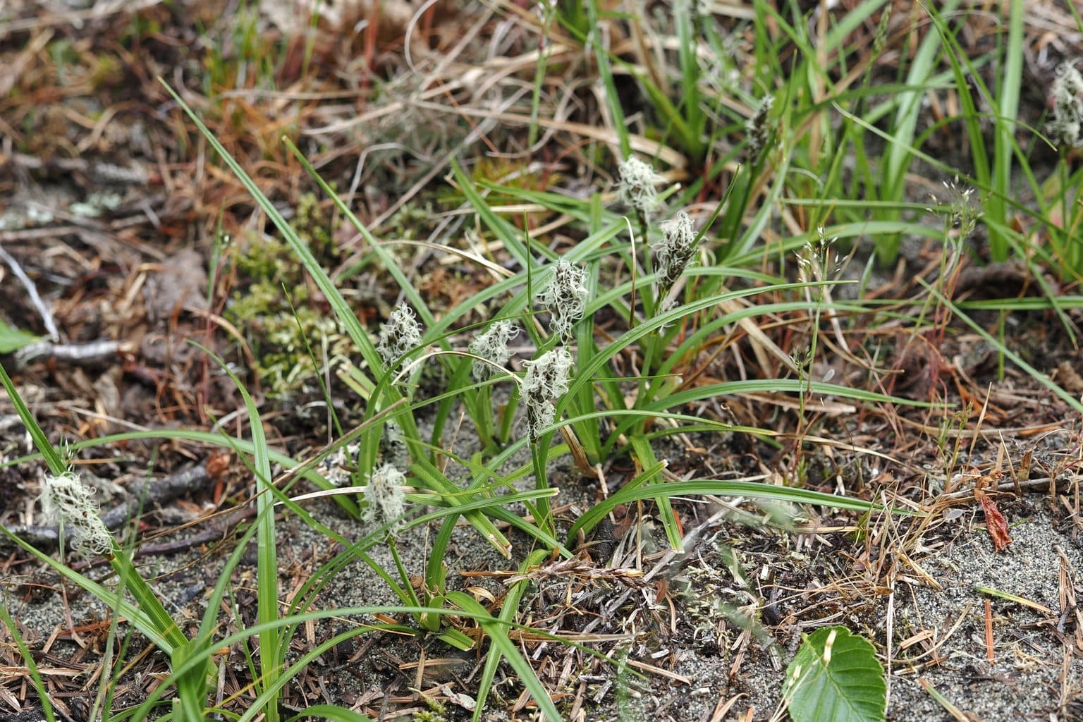 Fine blade-like California meadow sedge growing low and dense in sandy soil