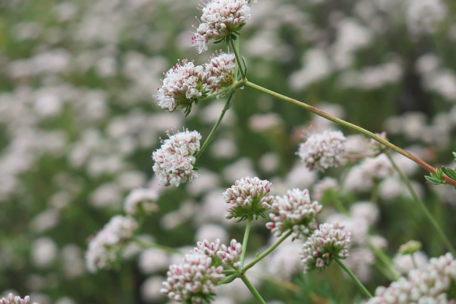 Clusters of small white and pink California buckwheat flowers on a shrub, a common low-water common-area planting