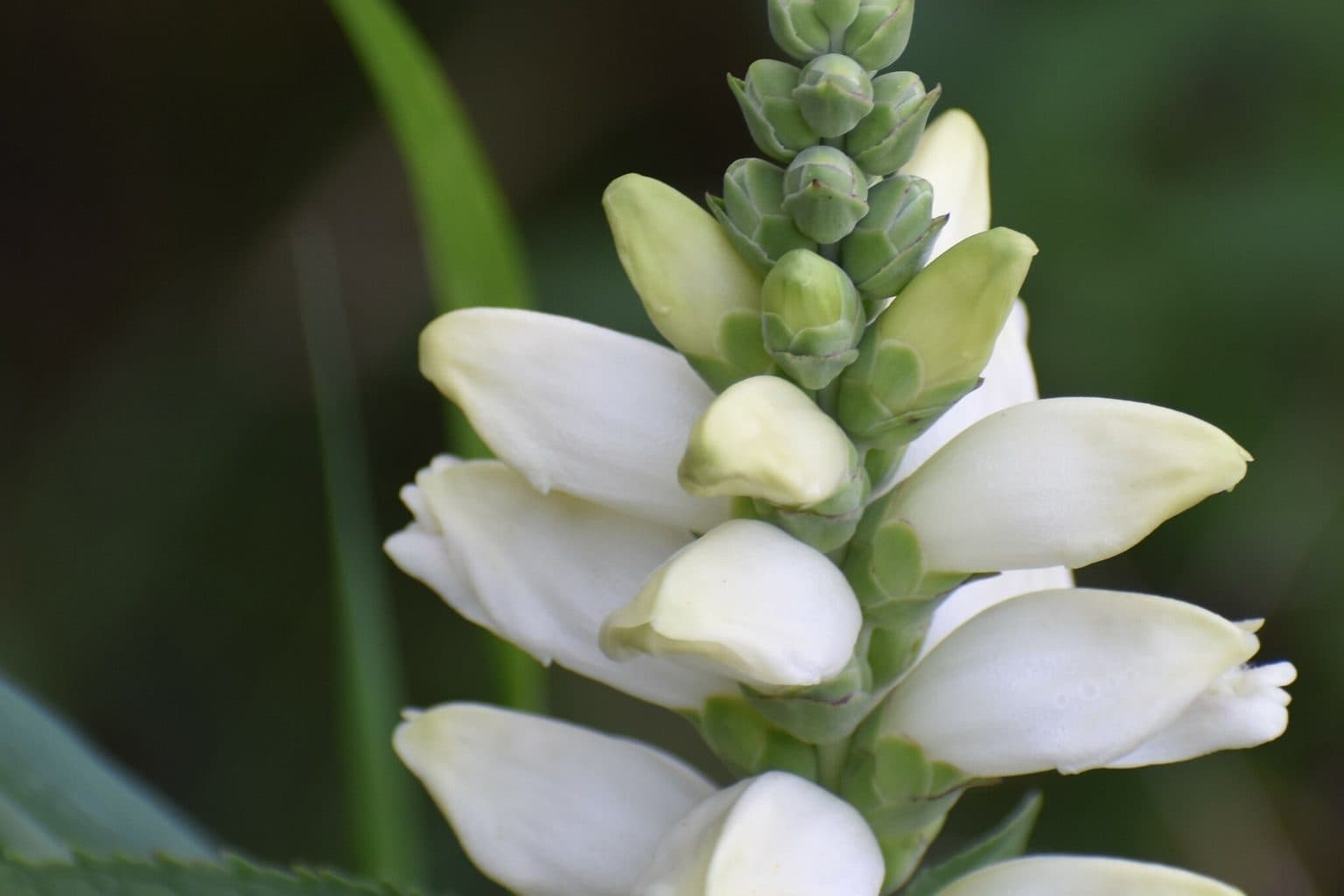 A white turtlehead flower spike