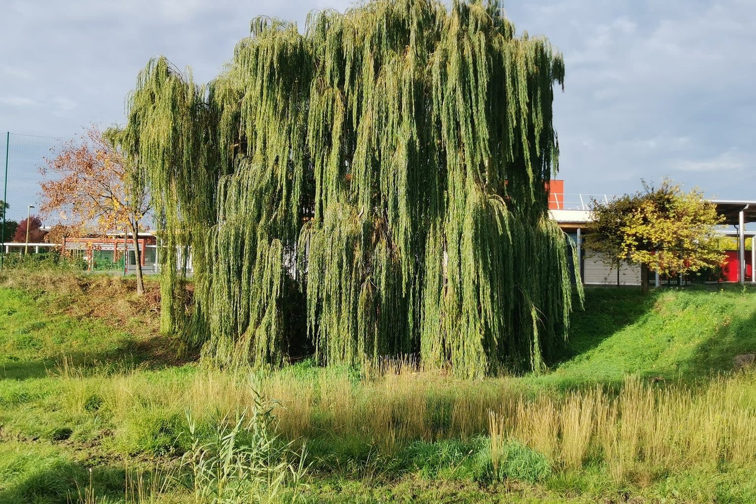 A large weeping willow on a grassy bank