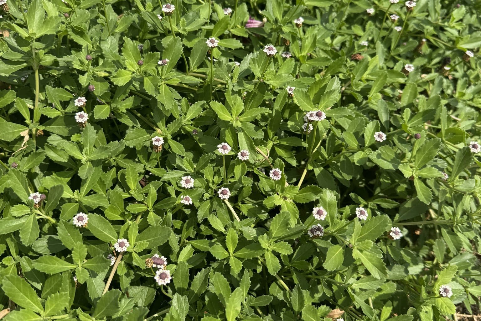 A dense mat of frogfruit with small white-and-purple button flowers in a front-yard bed
