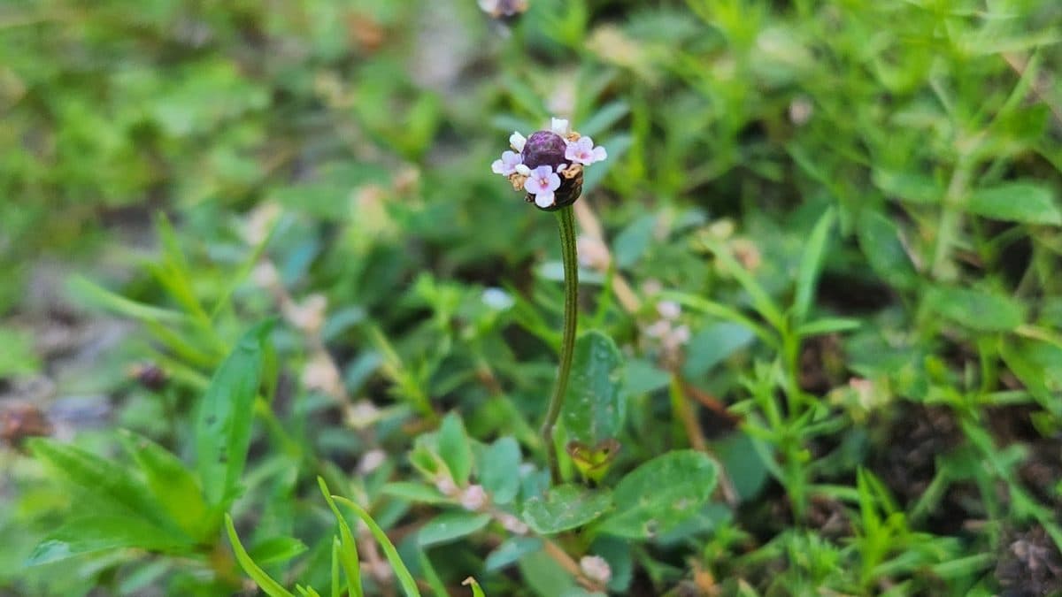 Frogfruit groundcover with small white flower heads