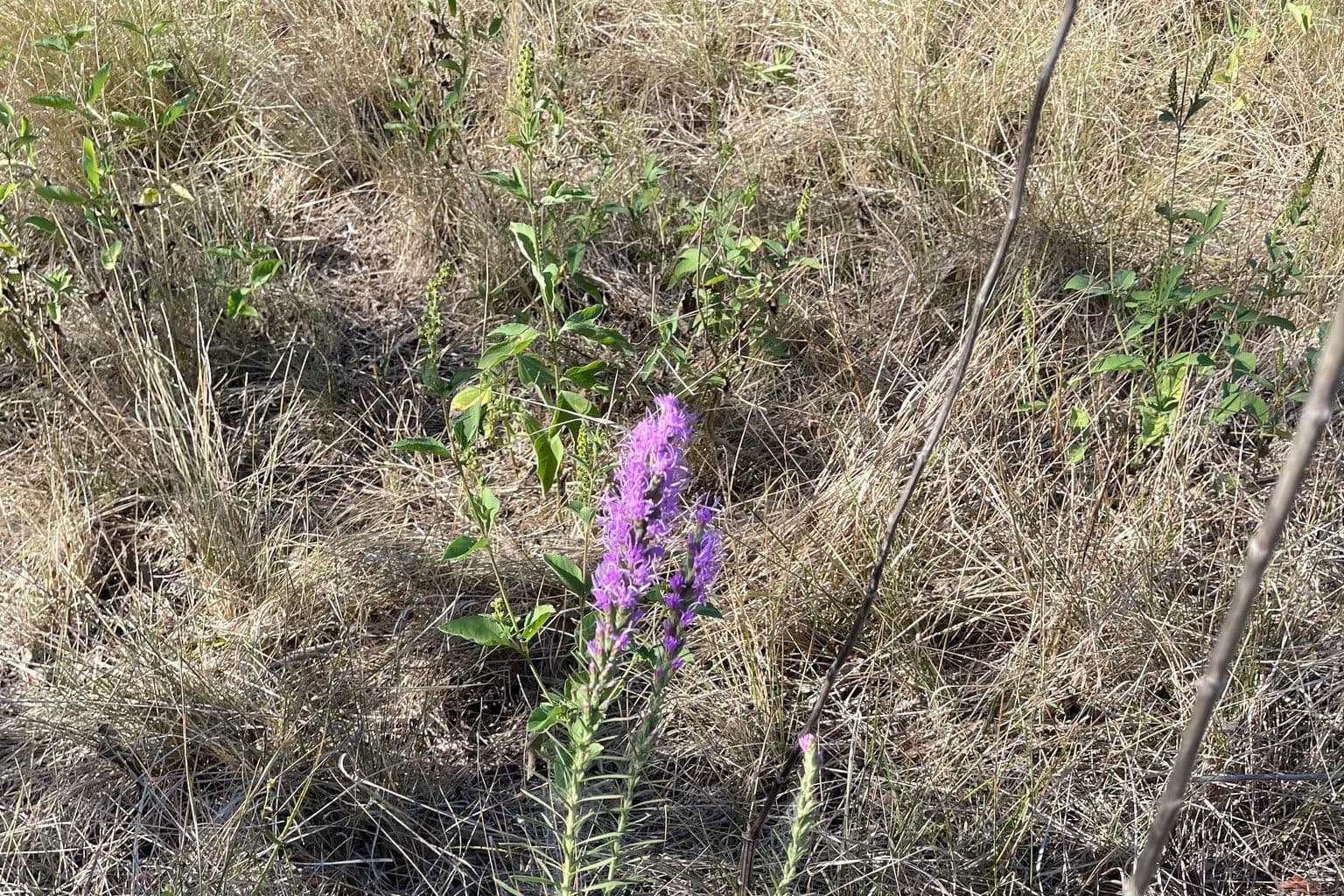 A purple Texas gayfeather spike in dry grass