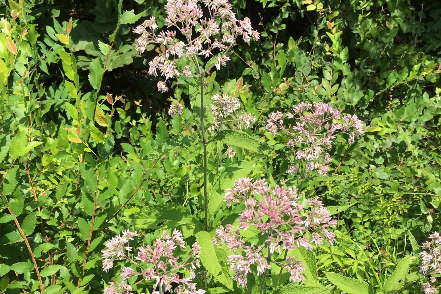 Sweet Joe Pye weed with pale pink flower clusters