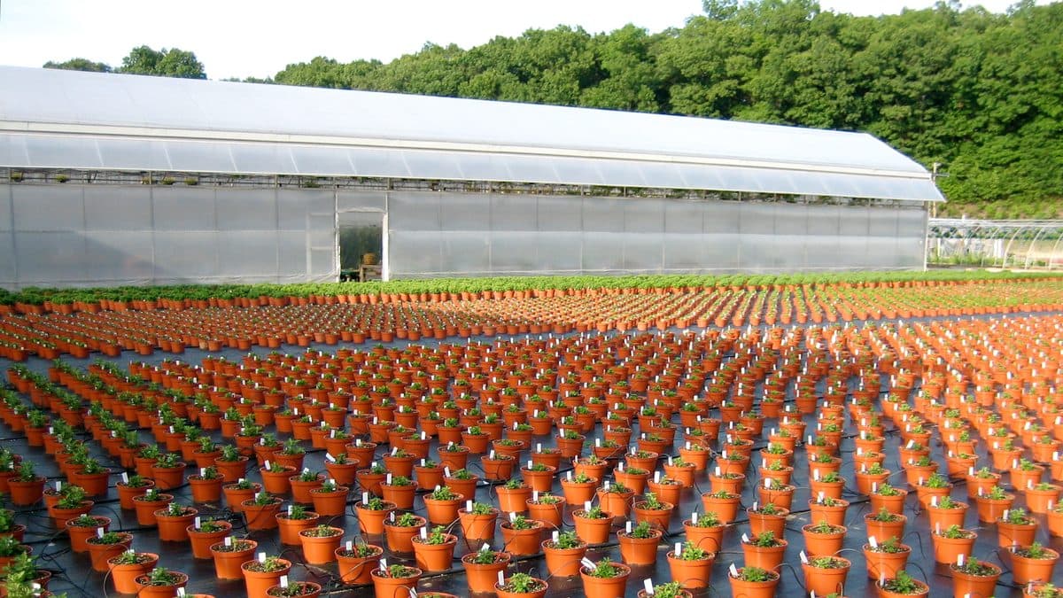 Potted plants for sale at a nursery