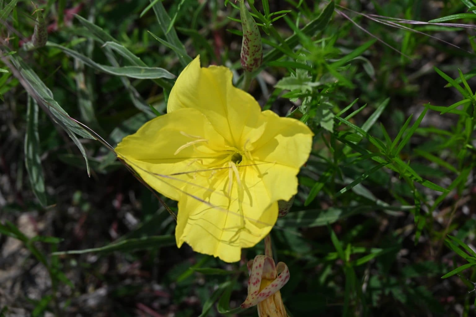A large yellow Missouri evening primrose flower