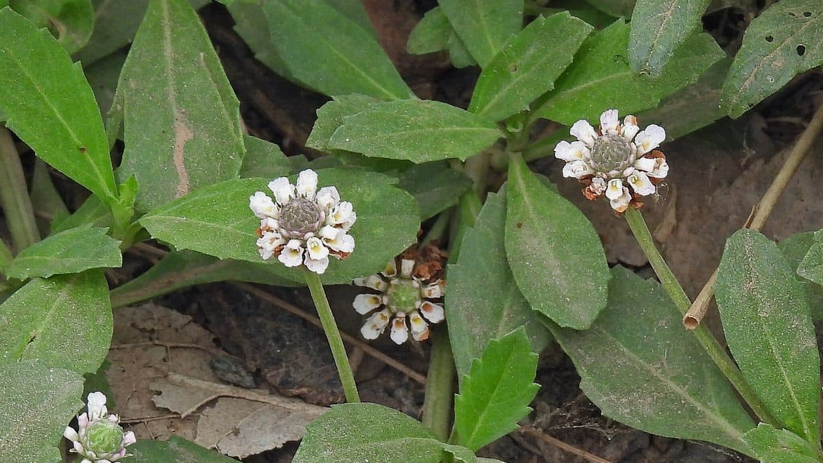 Low frogfruit groundcover with small white flower heads