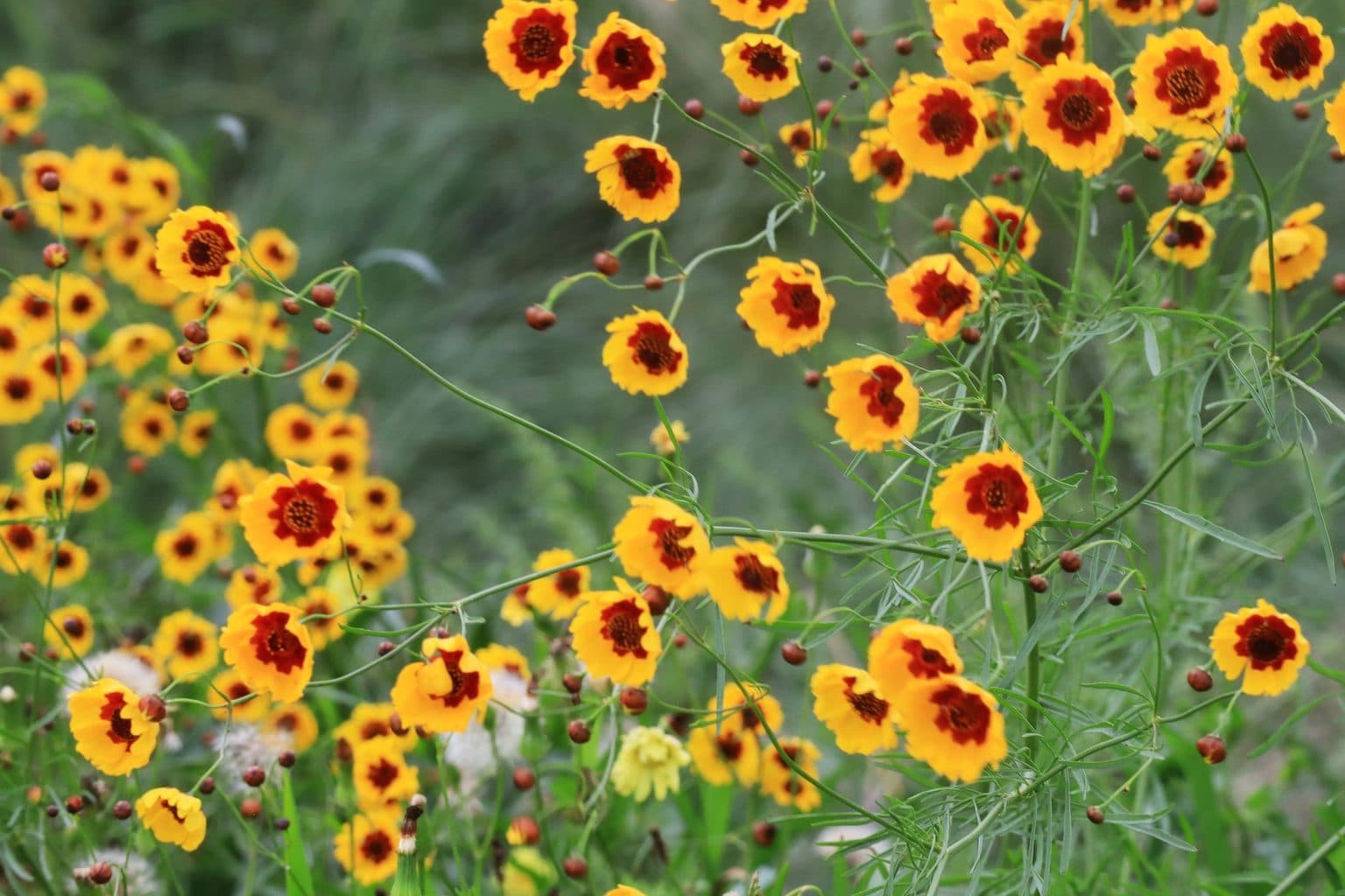 A mass of yellow and red plains coreopsis flowers
