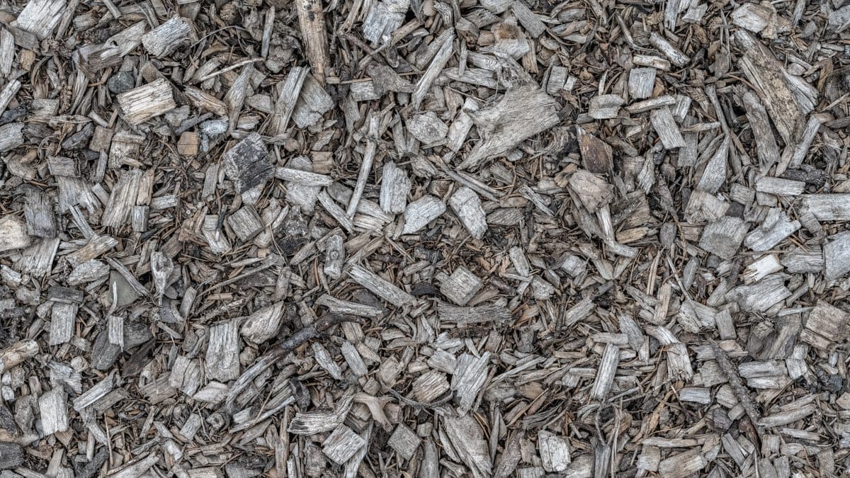 A garden bed covered in wood chip mulch