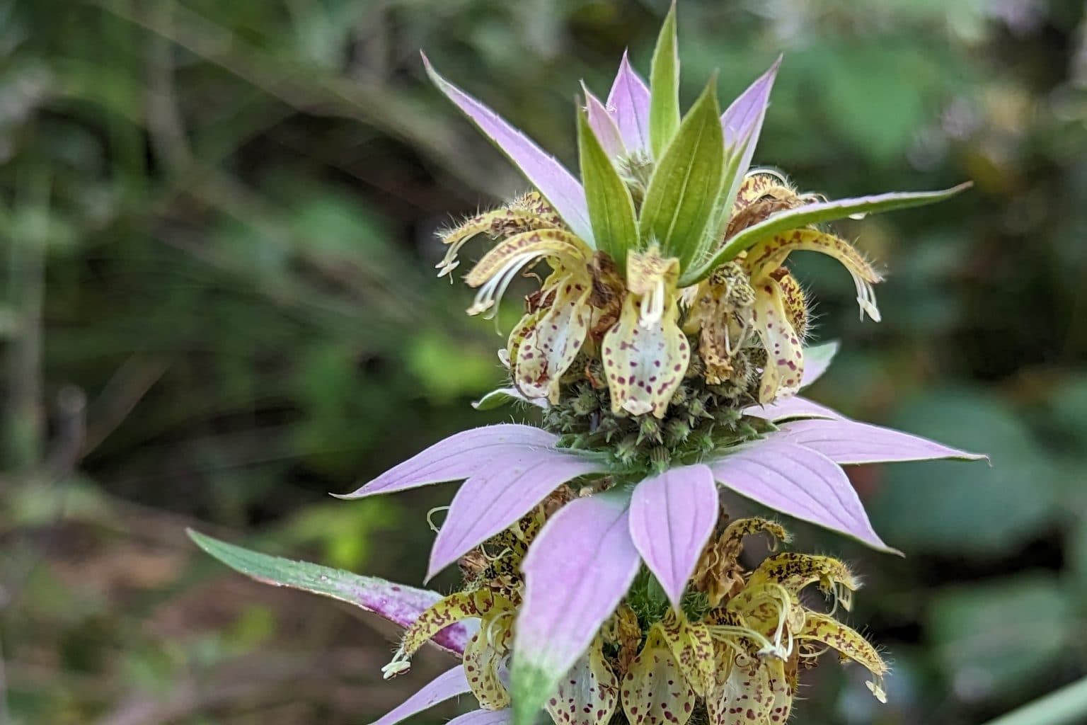 A spotted beebalm flower head with pale pink bracts