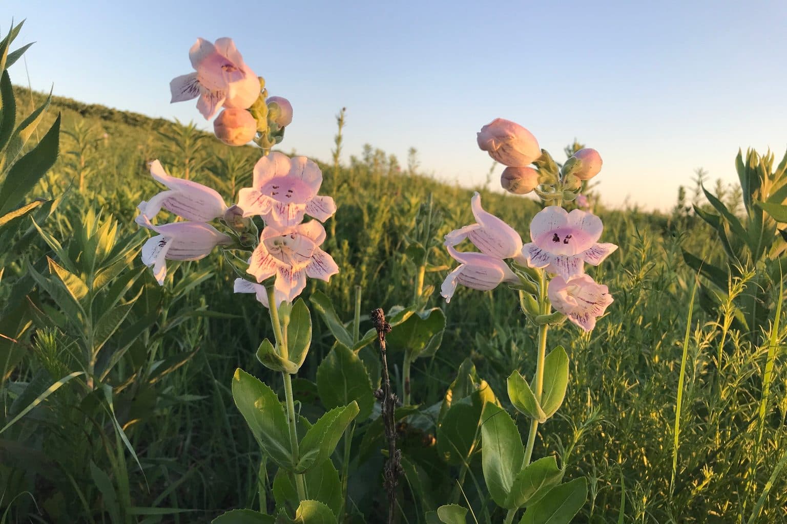Pale pink foxglove penstemon flowers in a prairie at sunset