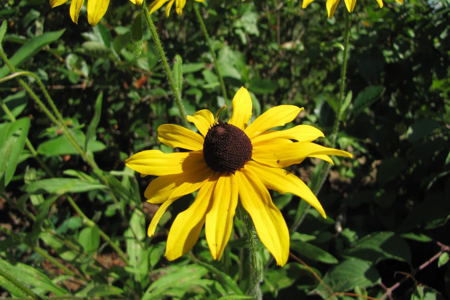 A black-eyed Susan flower with golden petals and a dark center
