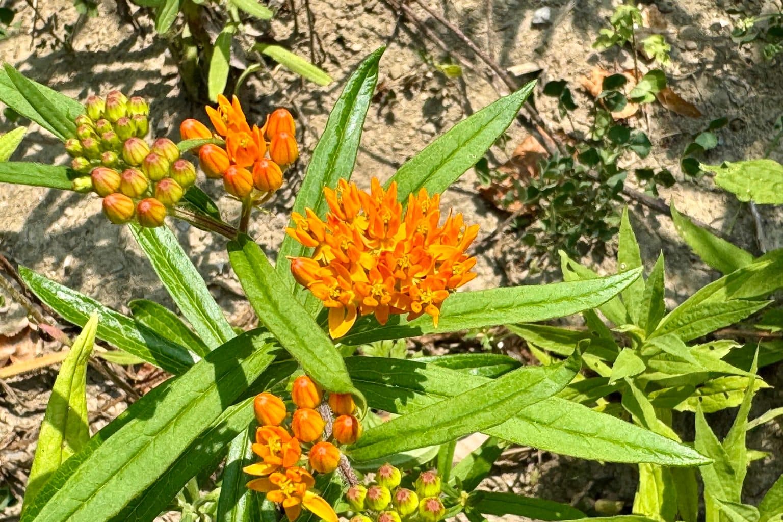 Orange butterfly weed flower clusters and buds on a single plant