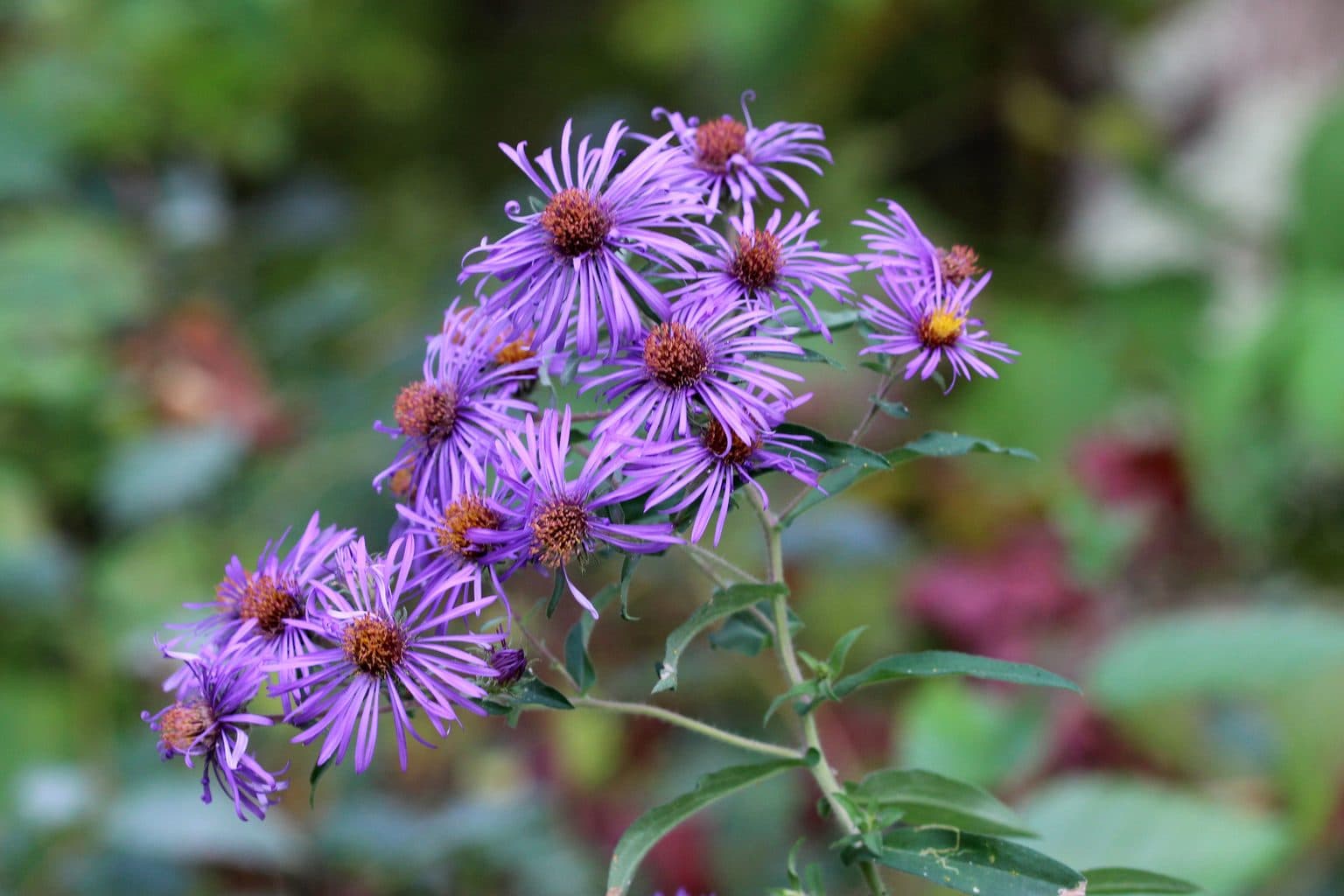 A cluster of purple New England aster flowers with orange centers