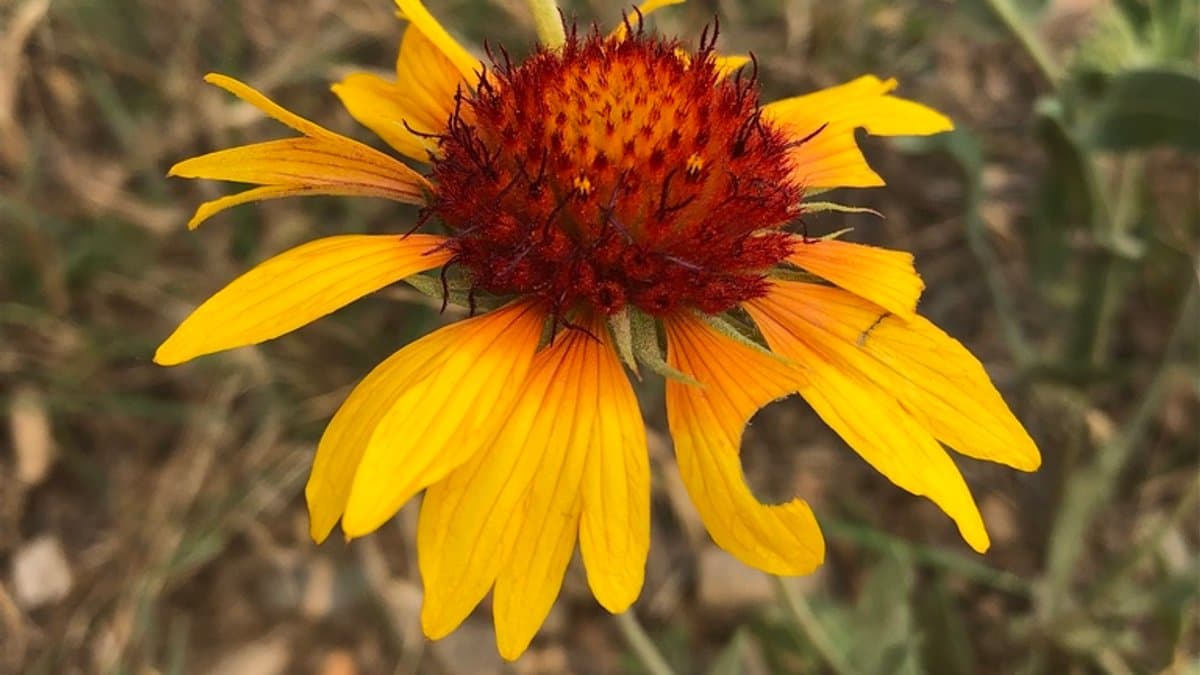 A red-and-yellow Blanketflower bloom with a dark red center, growing on the plains east of Boulder, Colorado