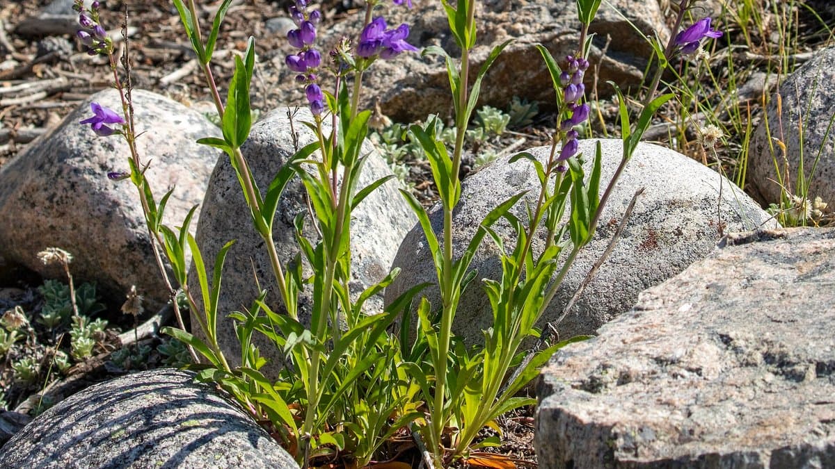 Several upright spikes of Rocky Mountain Penstemon with purple tubular flowers growing among rocks