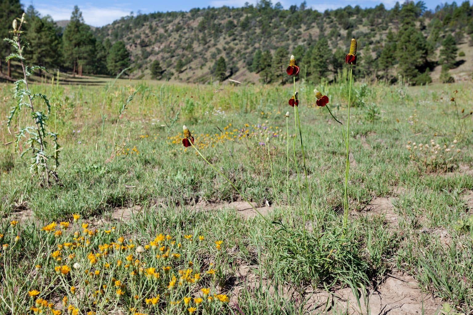 Prairie coneflowers with drooping red-brown petals in a grassy meadow below forested hills