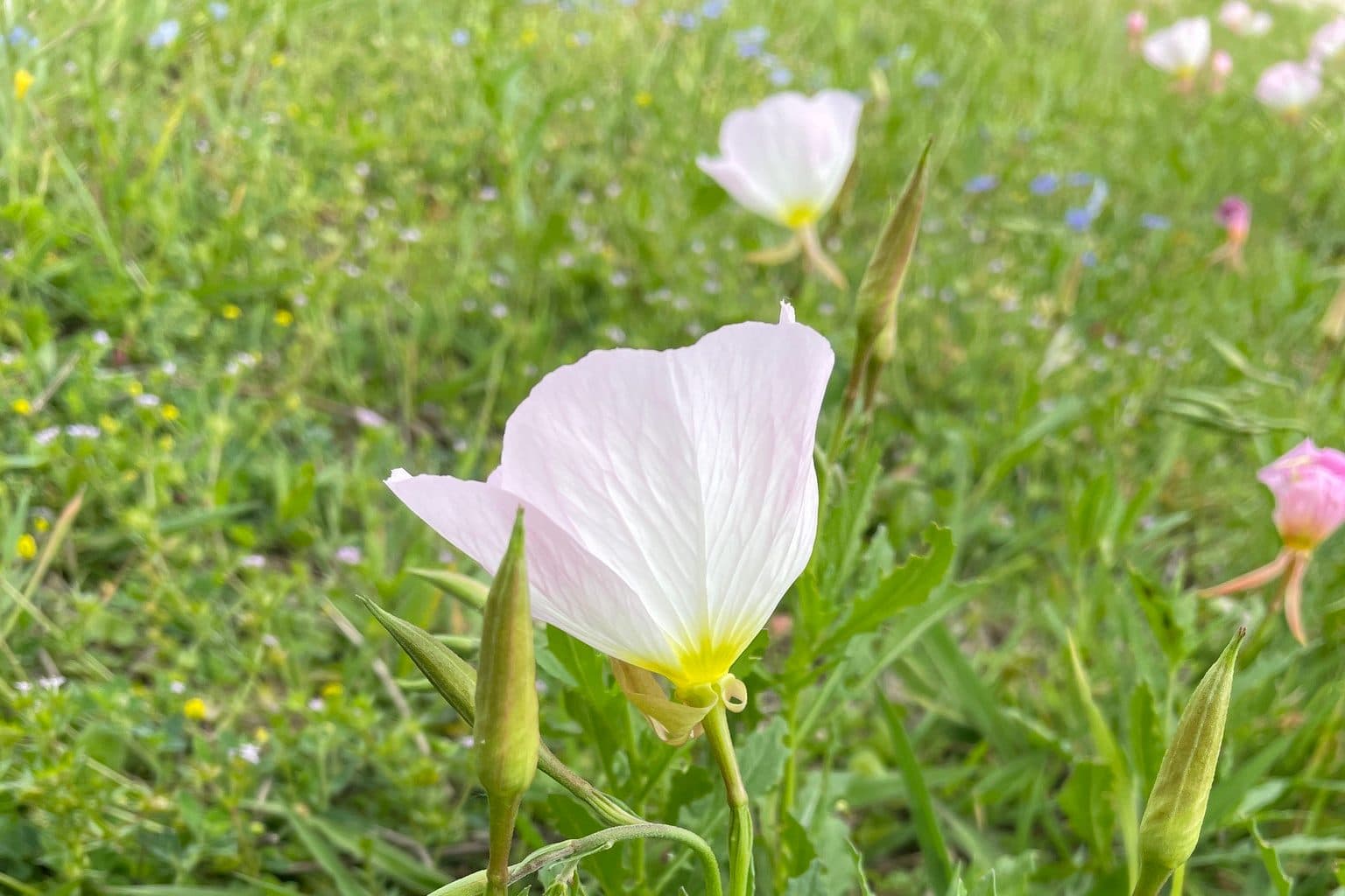 A pale pink evening primrose flower in a meadow