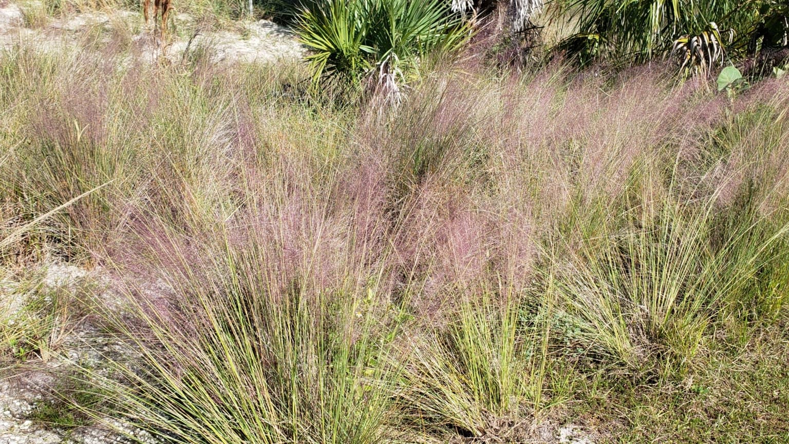 Clumps of pink muhly grass with hazy pink seed heads growing in sandy coastal scrub