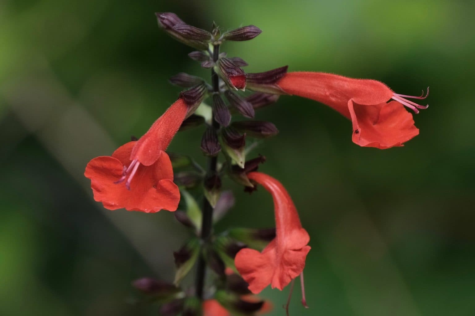 Scarlet tubular tropical sage flowers on a dark stem