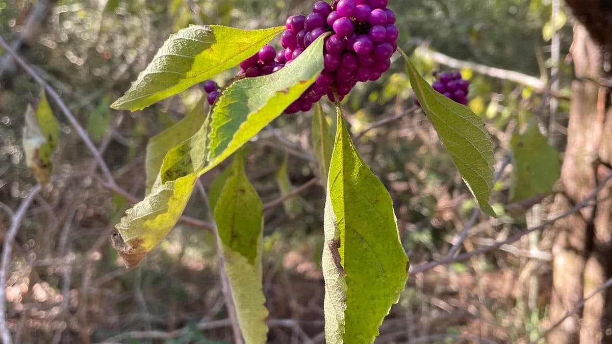 Purple beautyberry clusters among yellow-green leaves