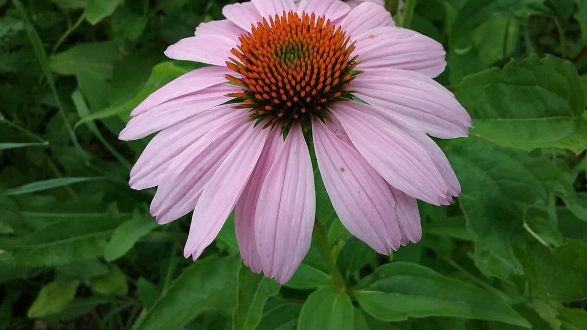 A purple coneflower with pink petals and an orange cone