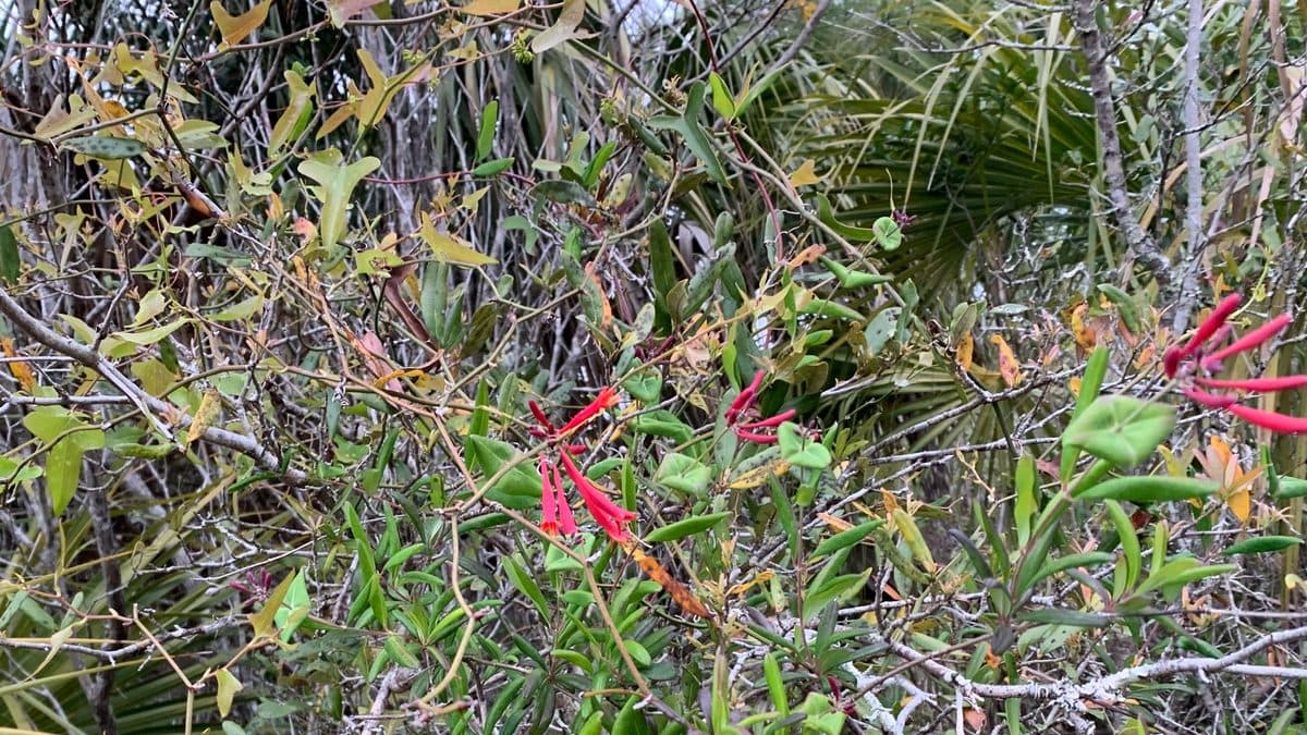 Red coral honeysuckle flowers in a tangle of shrubs